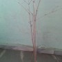 120 cm boyunda 3 yaşında Gilaboru (gilaburu) fidanı
